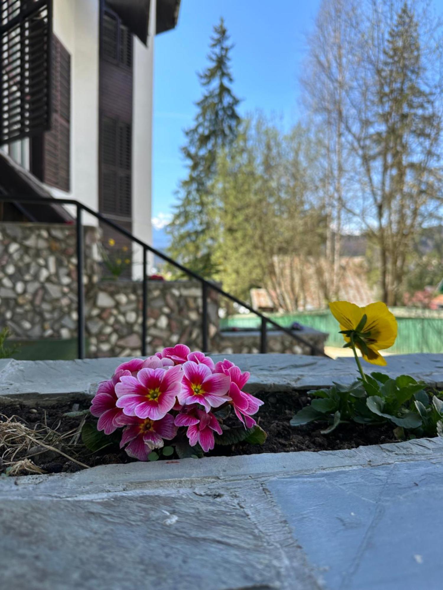 פרדיאל Pine Peak Apartments מראה חיצוני תמונה
