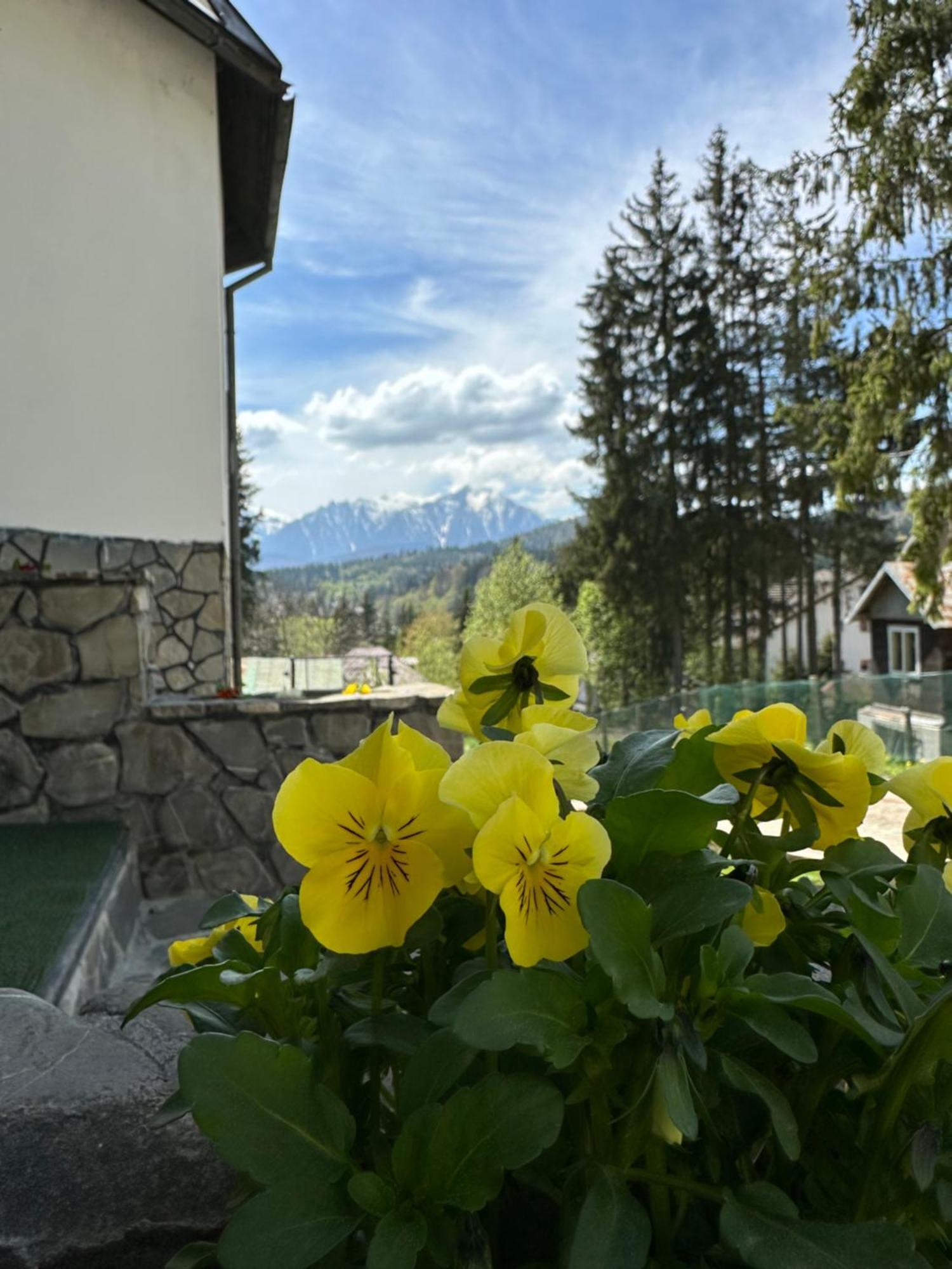 פרדיאל Pine Peak Apartments מראה חיצוני תמונה